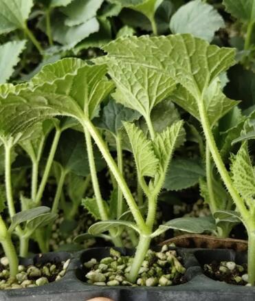 唐河哪有卖博洋9甜瓜苗,社旗育甜瓜嫁接苗厂家2026