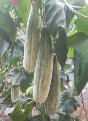 故城哪里卖甜瓜苗,景县育嫁接绿宝\羊角蜜甜瓜苗厂2026