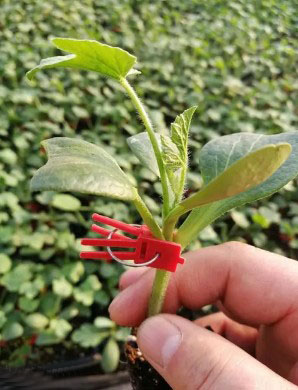 德州哪有育美都西瓜苗的,乐陵嫁接西瓜苗厂家2026